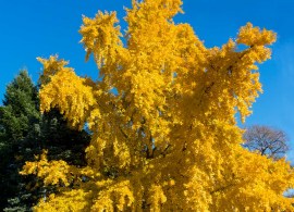 autumn_gold_ginkgo_biloba_3_fgt (1)